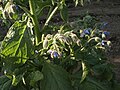 Prawy wódrak, Borretsch (Borago officinalis)