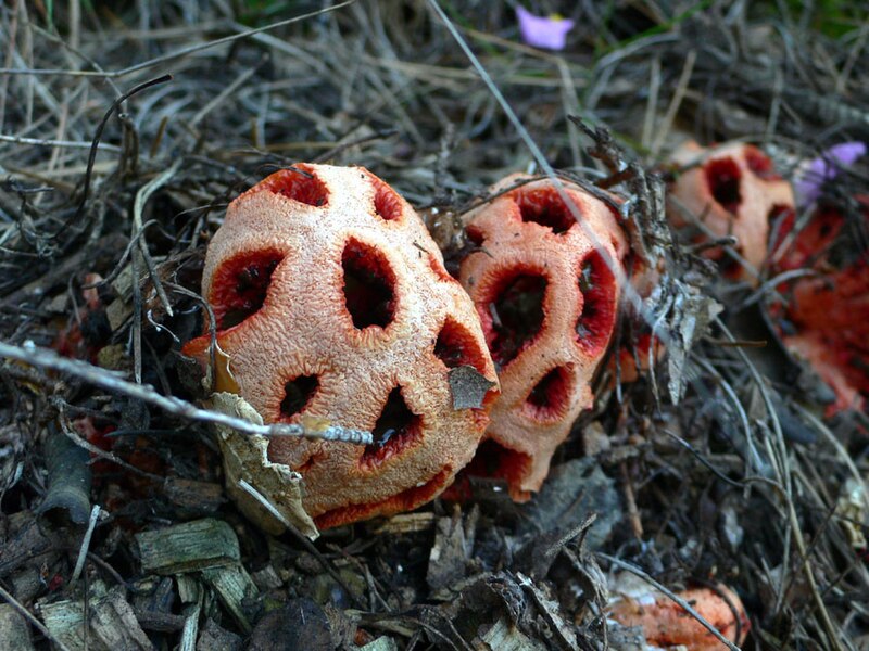 File:Clathrus ruber3.jpg