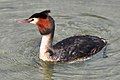 Deutsch: Lappentaucher English: Grebes Podicipedidae (cat.)