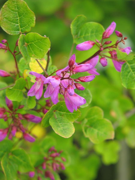 File:Desmodium callianthum (18907728549).jpg