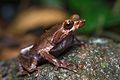 Xenophrys longipes, Long-legged horned frog - Khao Sok National Park