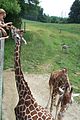 Giraffe feeding area at Binder Park Zoo.