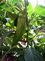 Unripe fruit of Capsicum annuum type 'Anaheim'