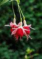 Fuchsia 'Aladna's Sander'.