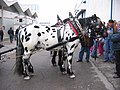 Spotted (appaloosa-colored) Austrian Noriker horse photographed at the Fieracavalli equestrian fair in Verona, Italy, on 6 November, 2004.