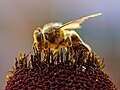 Bees collecting pollen