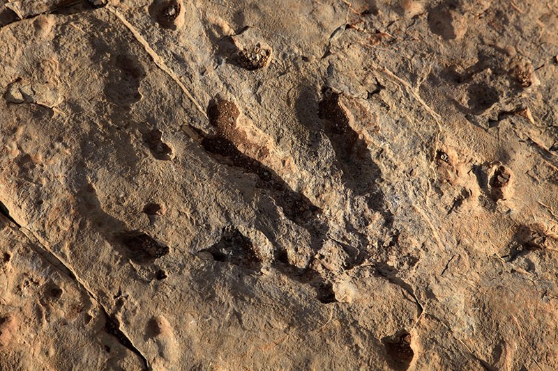 File:Biped Dinosaur Footprint Ibakliwine Morocco.jpg