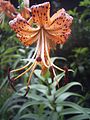 Lilium lancifolium flora