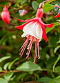 Fuchsia 'Twinny'.