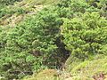 Juniperus brevifolia