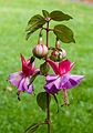 Fuchsia 'Freundeskreis Leonberg'.