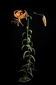 Lilium lancifolium fma. concolor