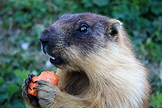 Marmota sibirica (Tarbagan marmot), Russia and Mongolia