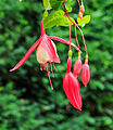 Fuchsia 'Texas Longhorn'.