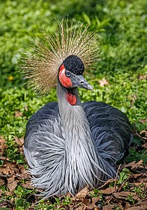 Balearica regulorum (Grey Crowned Crane)