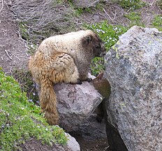 Marmota caligata in Mount Rainier National Park