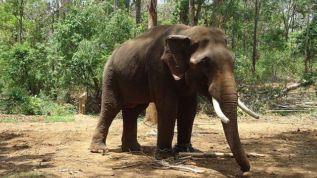 "Pic_of_Elephant.jpg" by User:Babai05