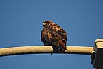 Thumbnail for File:Red-tailed hawk in SF CA.jpg