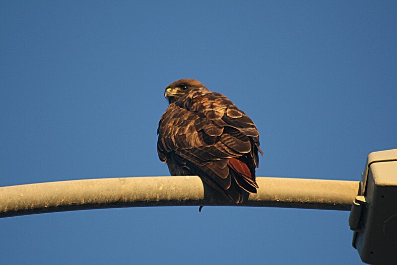 File:Red-tailed hawk in SF CA.jpg