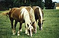 Deutsch: Süddeutsche Kaltblüter auf der Koppel English: South German draft horses in the paddock