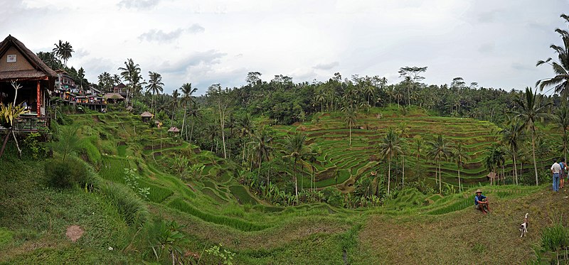 File:1 Tegalalang rice terrace ubud bali.jpg