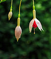 Fuchsia 'Land van Beveren'.