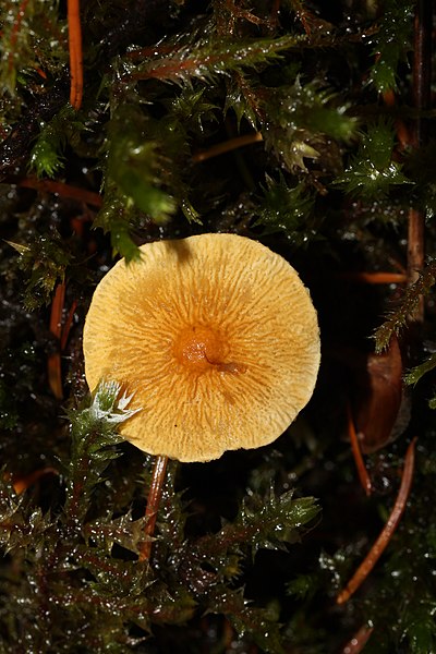 File:Hypholoma fasciculare 1639.JPG