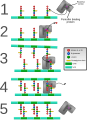 Cross-linking of bacteria cell wall with no antibiotics.