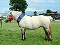 Highland Pony (cat)