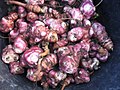 Helianthus tuberosus (jerusalem artichoke or sunchoke, Topinambur) NORTH AMERICA