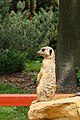 Meerkat