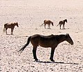 Wild Horses of the Namib