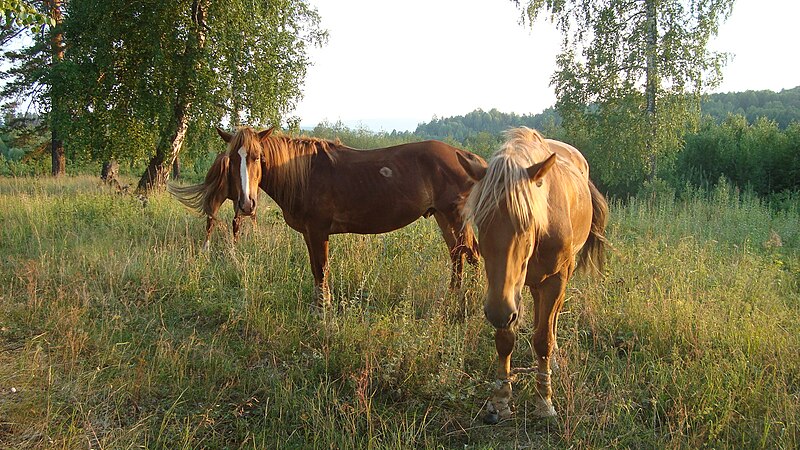 File:Bashkir horse.JPG