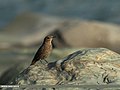 Female; Ghizer, Gilgit-Baltistan, Pakistan