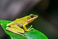 Hylarana eschatia - Khao Sok National Park - Khao Sok National Park