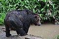 Ursus arctos yesoensis