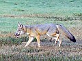 Male kit fox