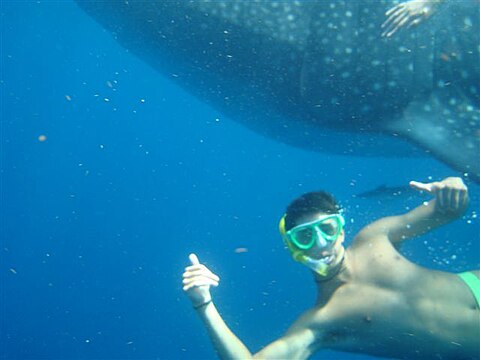 "Snorkeling_whale_shark_2.JPG" by User:Jaontiveros