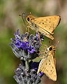 Pair of Hylephila phyleus