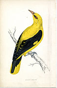 Adult male Golden Oriole