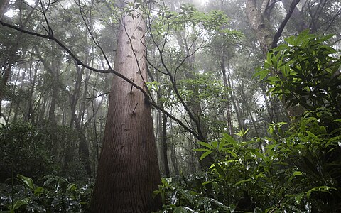 fog in forest Deutsch: Nebel im Wald