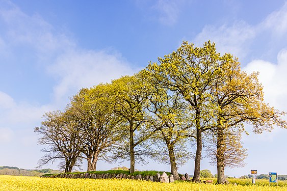 Das Großsteingrab (Langbett) Karlsminde