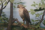 Thumbnail for File:Milwaukee Public Museum March 2023 74 (Wisconsin Birds--Wisconsin Fields and Woods, Red-Tailed Hawk).jpg