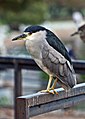 Black-crowned Night Heron