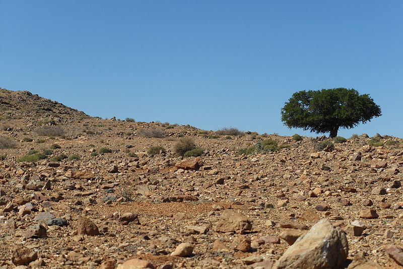 File:An Argan tree standing alone in nowhere.JPG