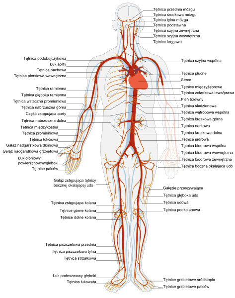 File:Arterial system pl.svg