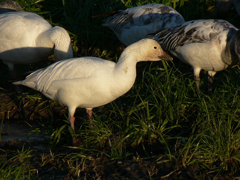 File:Chen caerulescens 32397.JPG