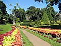 Jardin botanique de Peradeniya