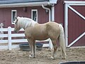 American Cream Draft Horse (cat)