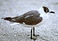 Winter plumage; Florida